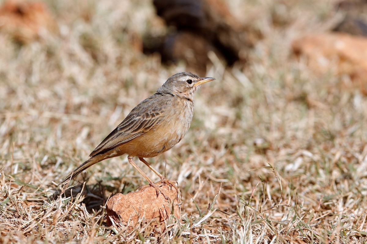 Plain-backed Pipit - ML204304581