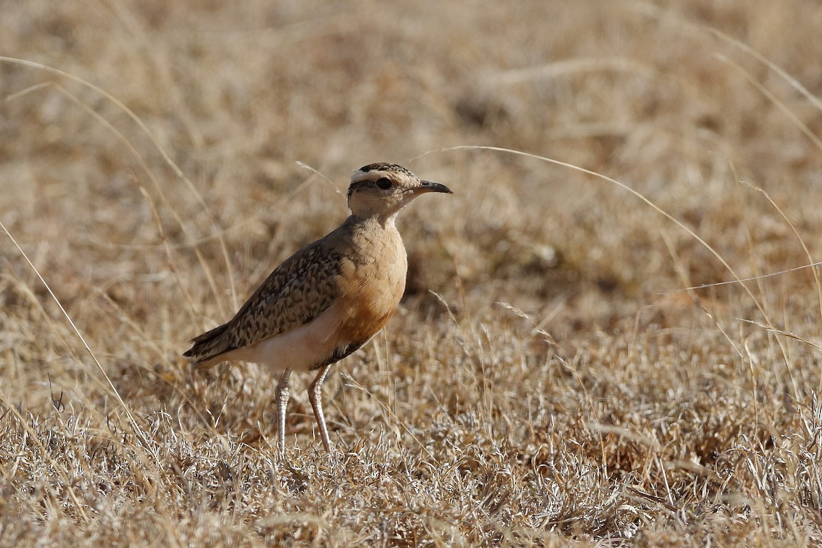 Temminck's Courser - ML204304601