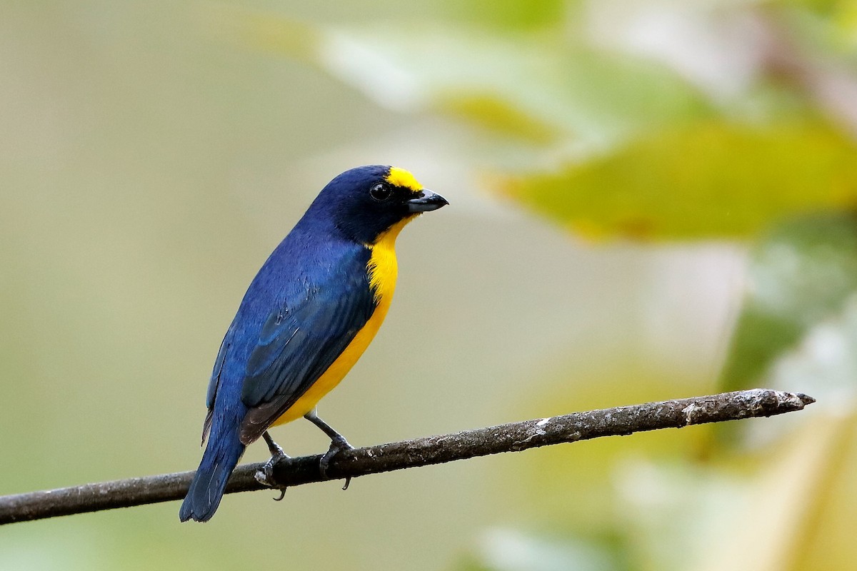 Yellow-throated Euphonia - ML204304621