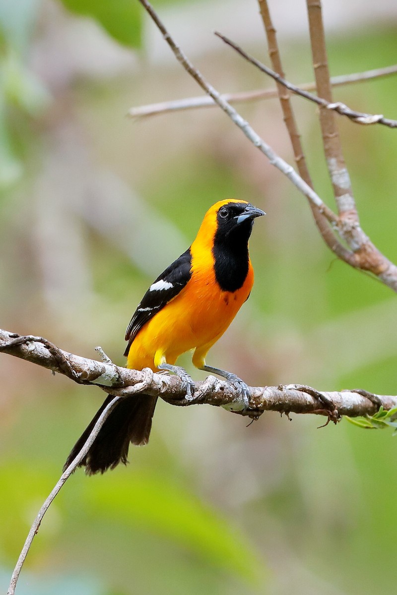 Oriole masqué (igneus) - ML204304641