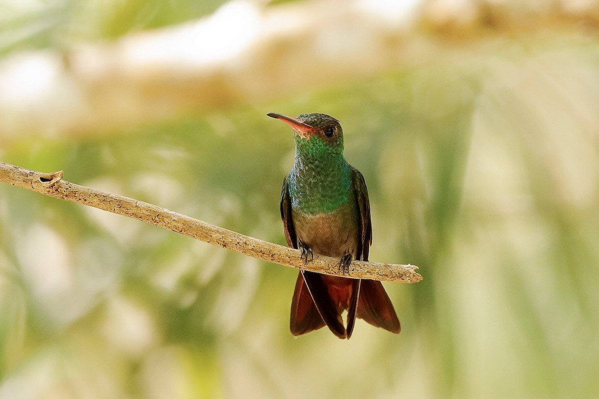 Rufous-tailed Hummingbird (Rufous-tailed) - Holger Teichmann