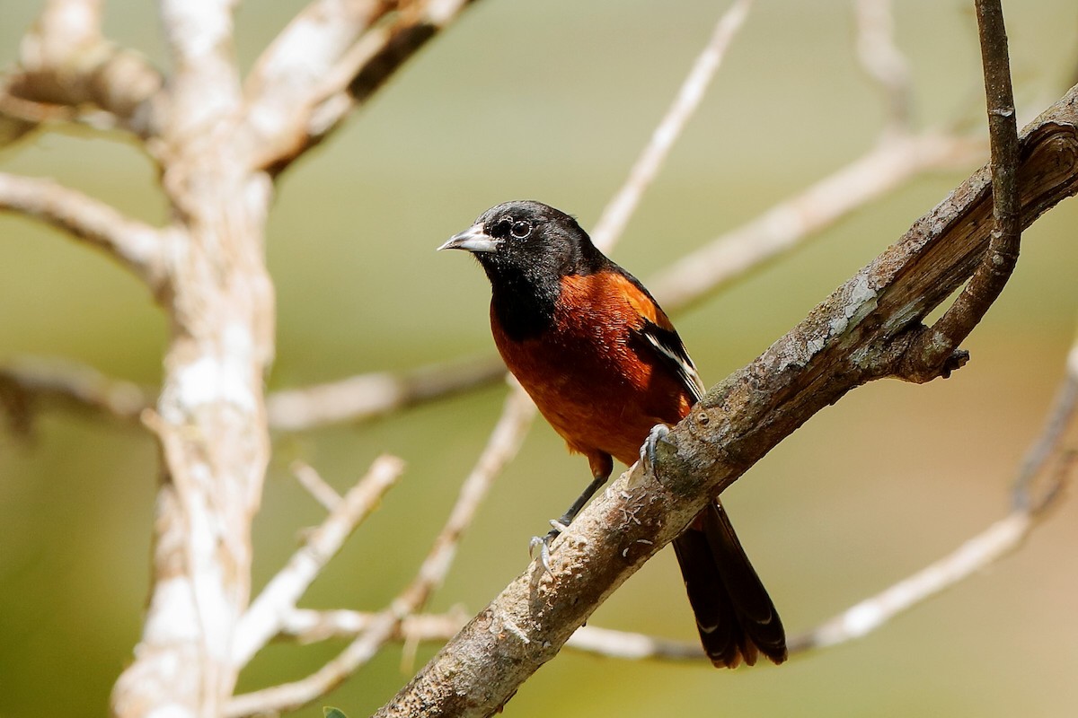 Orchard Oriole (Orchard) - ML204304671