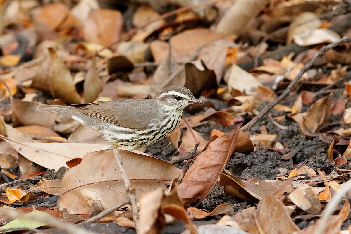 Northern Waterthrush - ML204304721