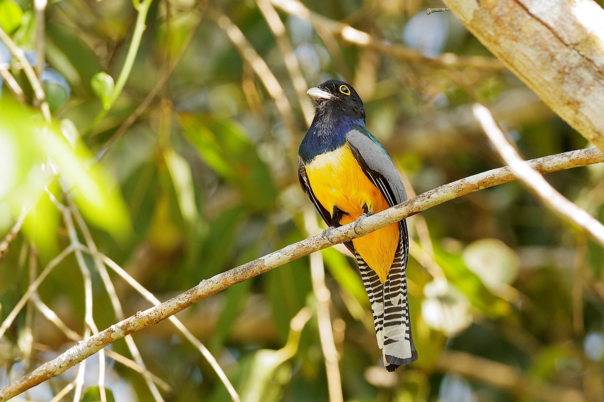 Gartered Trogon - ML204304761