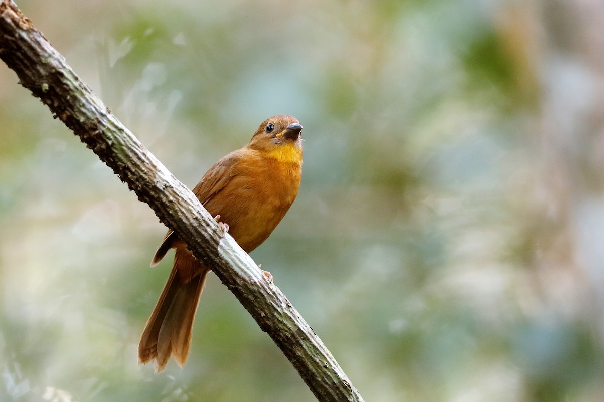 Red-throated Ant-Tanager (Salvin's) - ML204304791