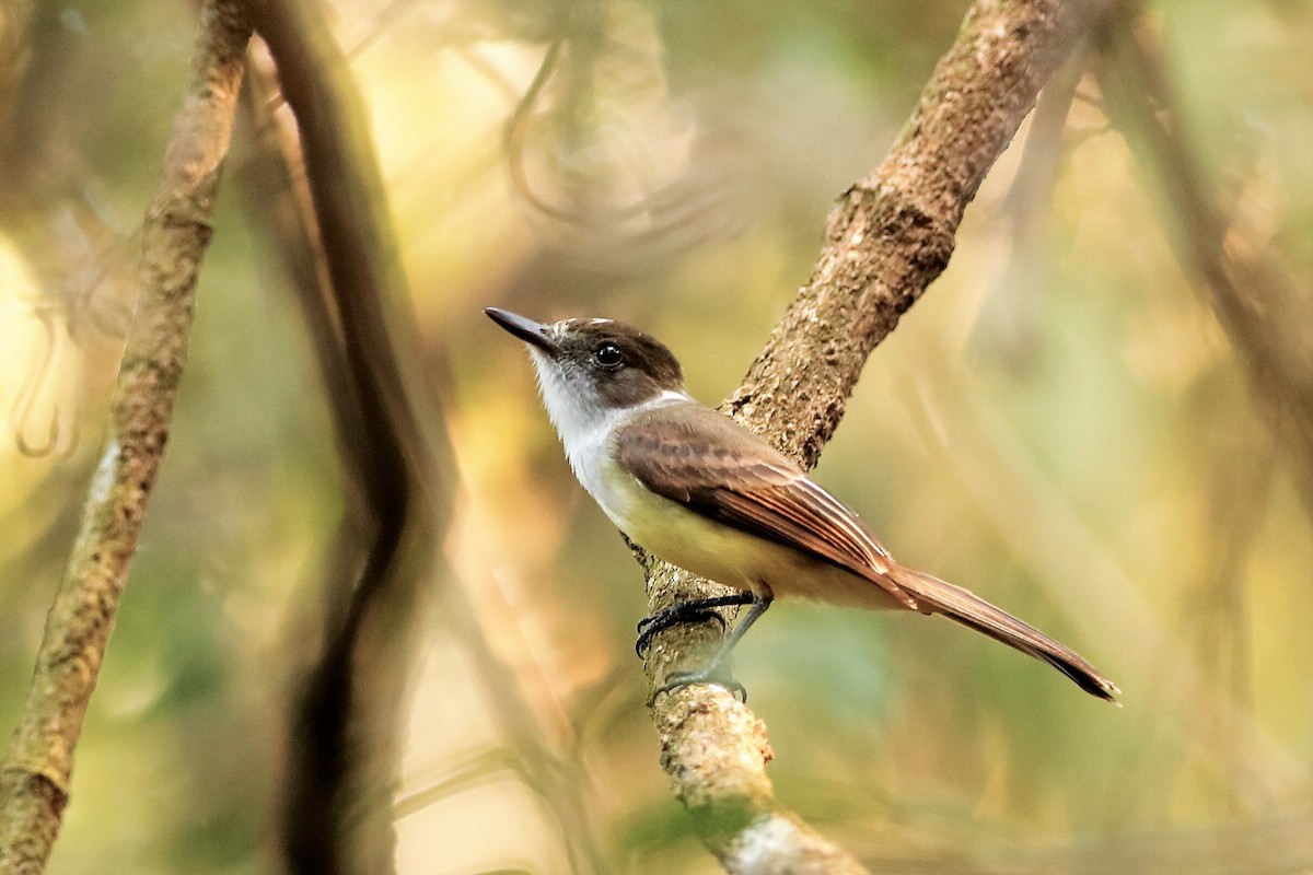 Dusky-capped Flycatcher (lawrenceii Group) - ML204304811