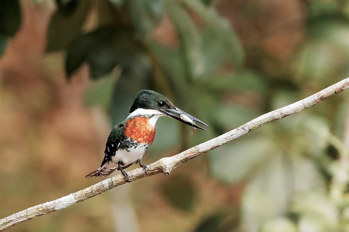 Green Kingfisher - ML204304871