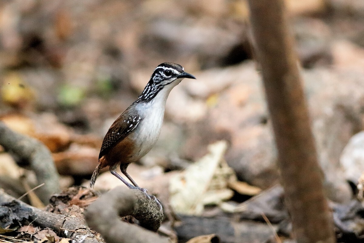 White-breasted Wood-Wren - Holger Teichmann