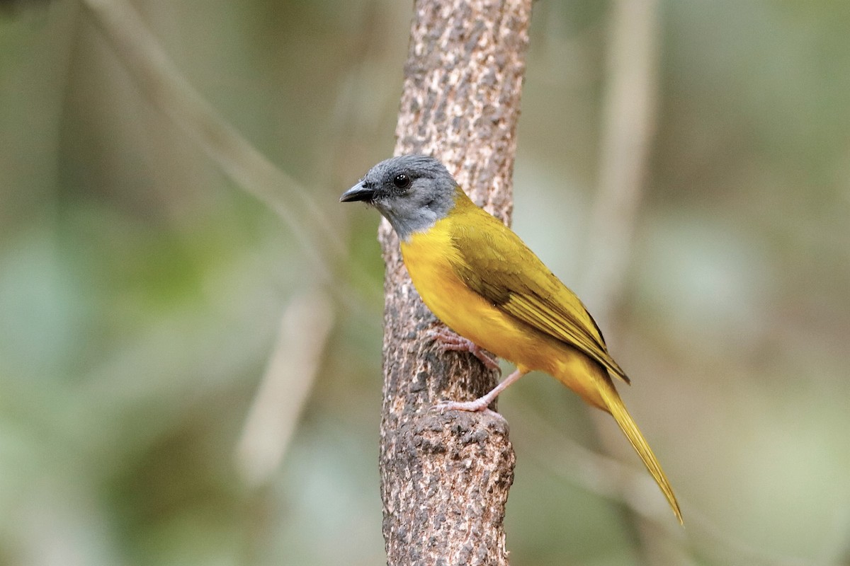 Tangara Cabecigrís (grupo spodocephalus) - ML204304921