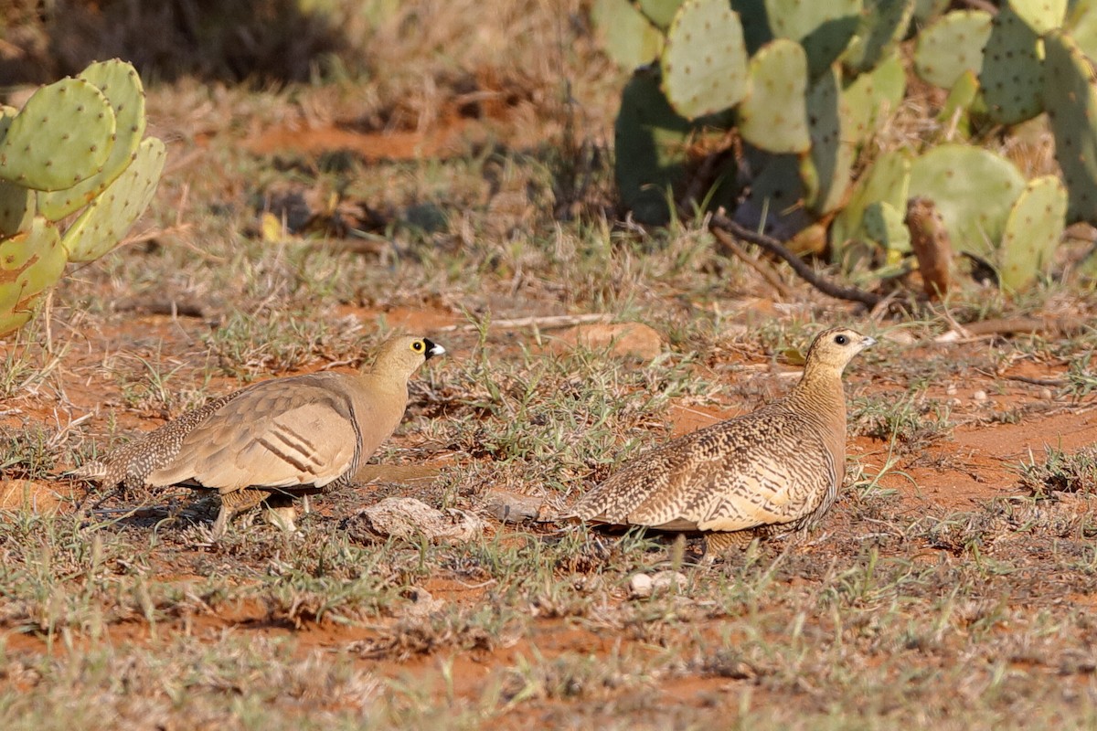 Madagascar Sandgrouse - ML204305671