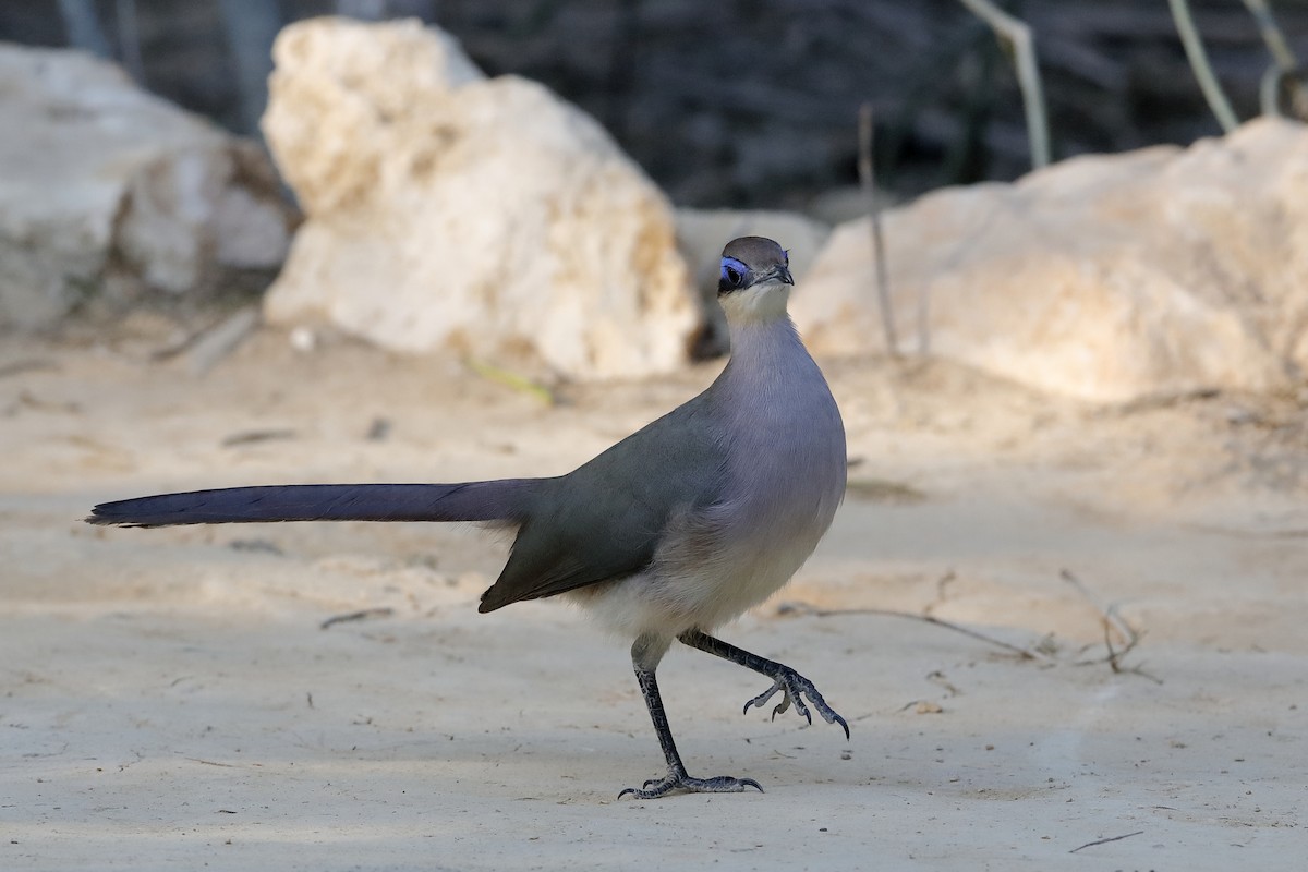 Red-capped Coua (Green-capped) - ML204305771