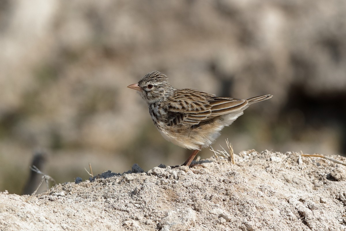 Madagascar Lark - ML204305881