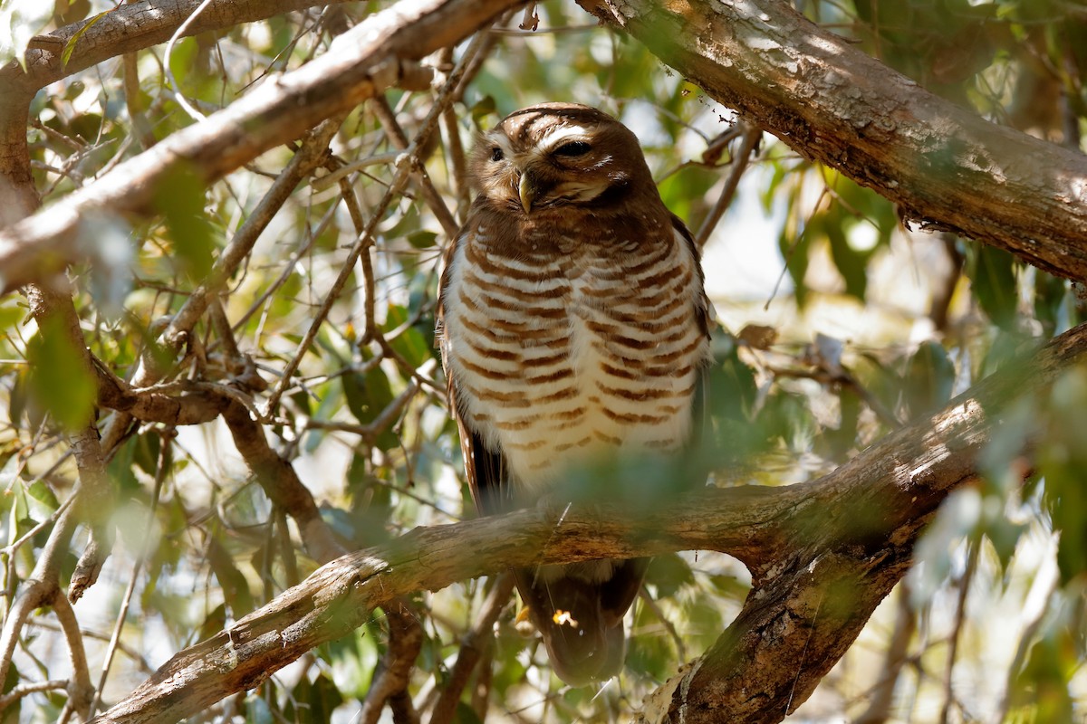 White-browed Owl - Holger Teichmann