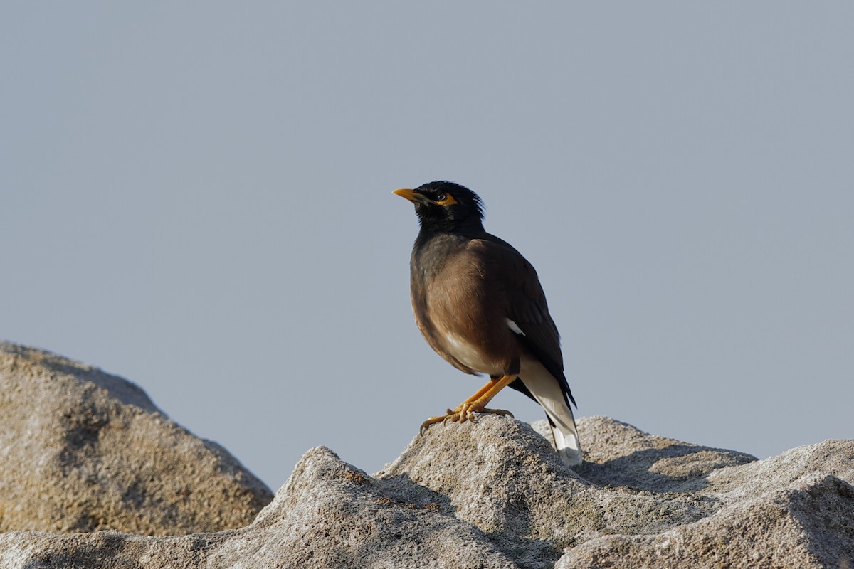 Common Myna - ML204306051