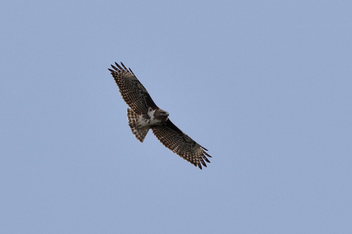 Madagascar Buzzard - Holger Teichmann