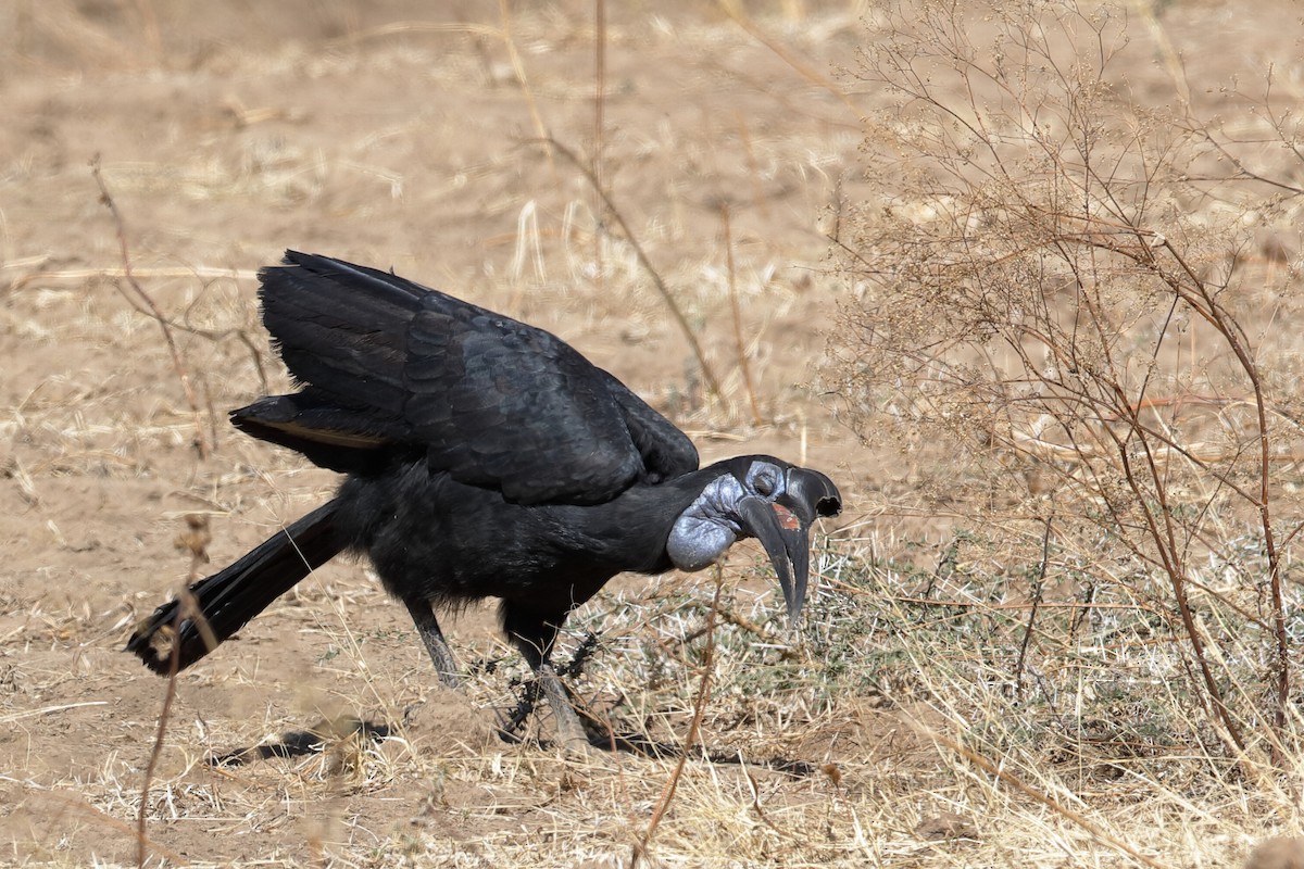 Abyssinian Ground-Hornbill - ML204306611