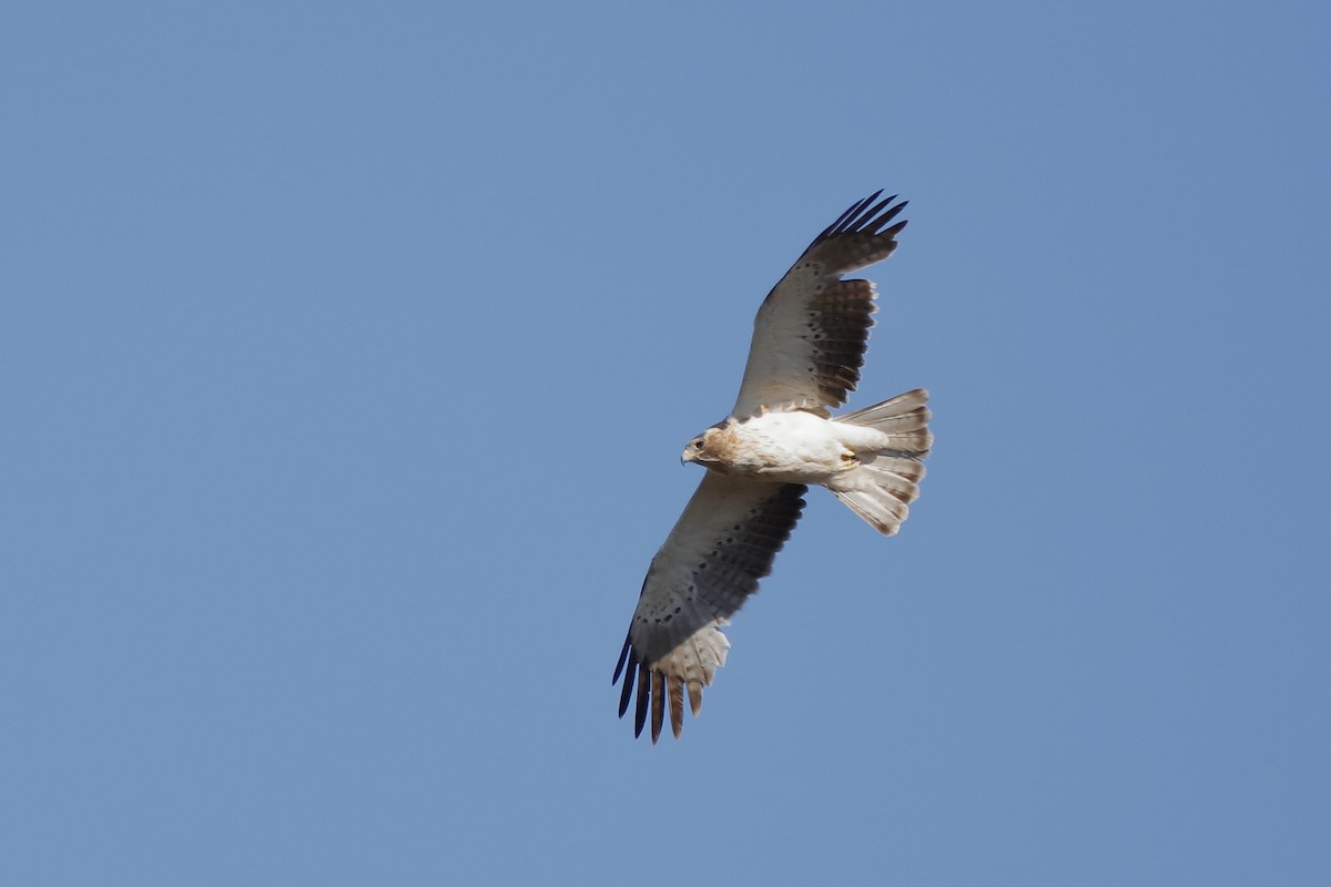 Booted Eagle - ML204307111