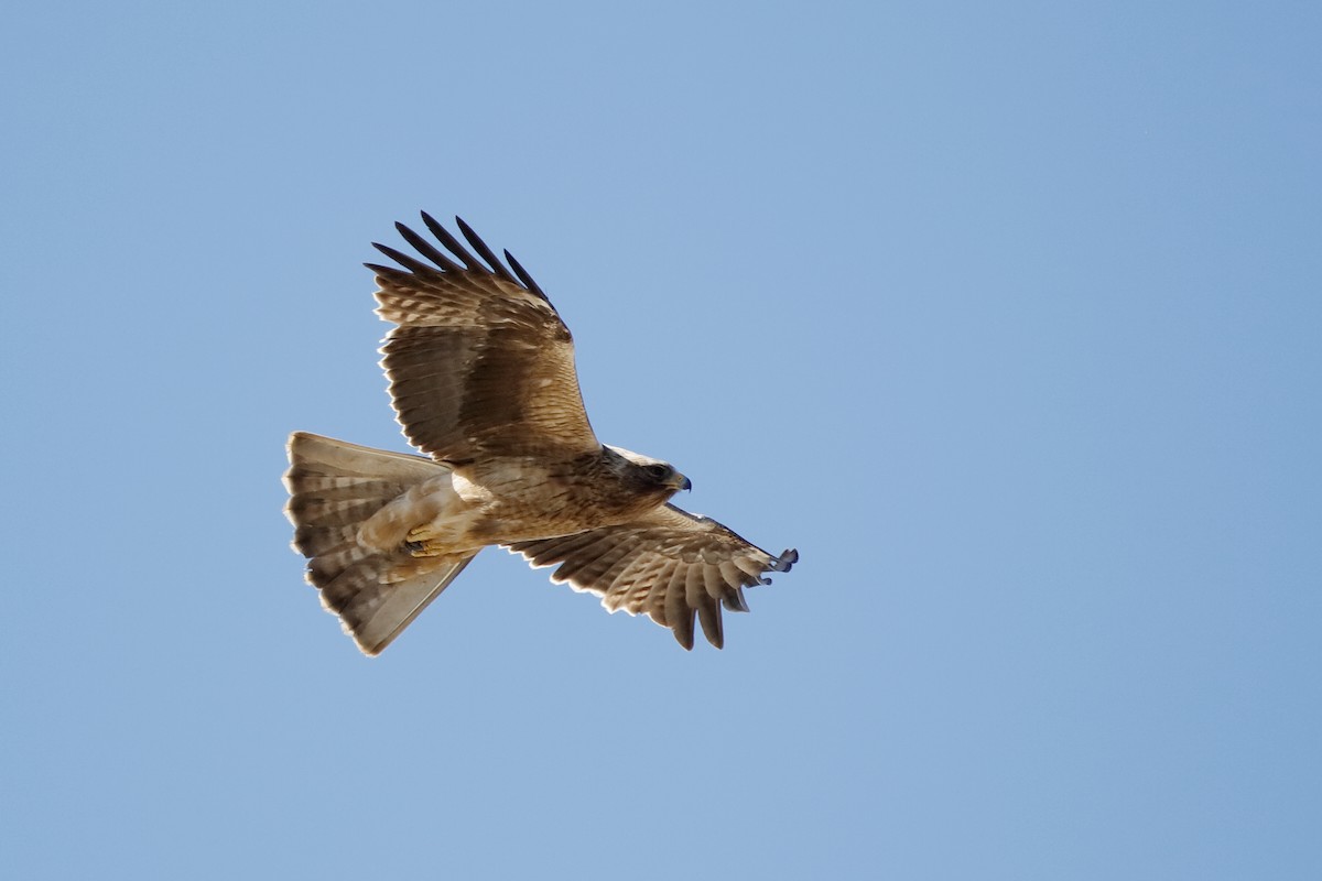 Booted Eagle - ML204307121