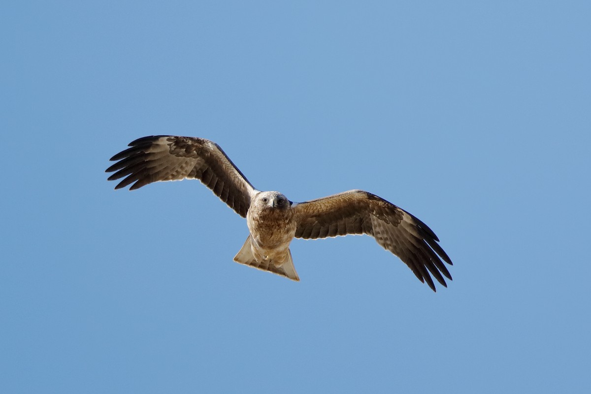 Booted Eagle - ML204307131