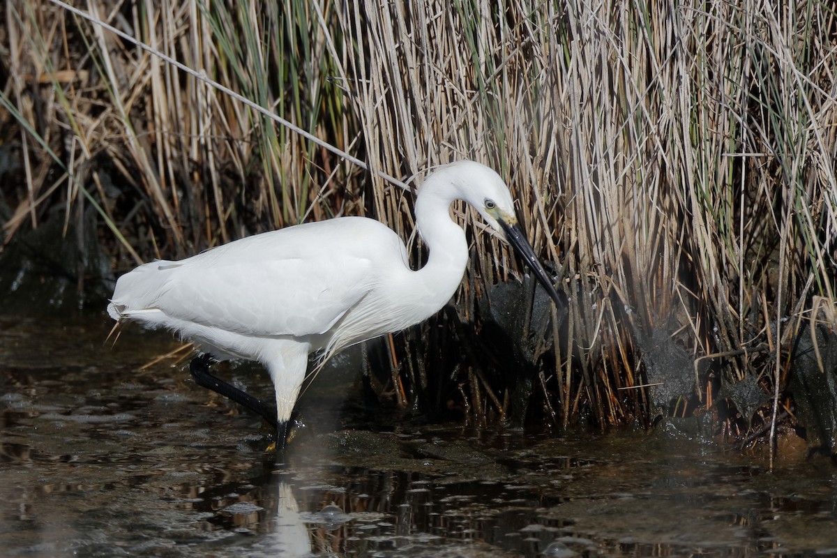 Little Egret (Western) - ML204307141