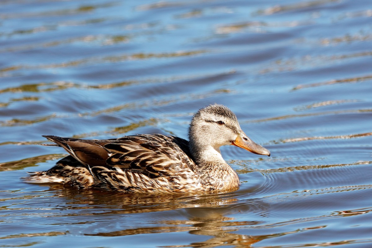 Canard colvert - ML204307161