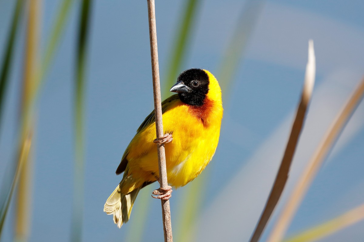 Black-headed Weaver - ML204307181