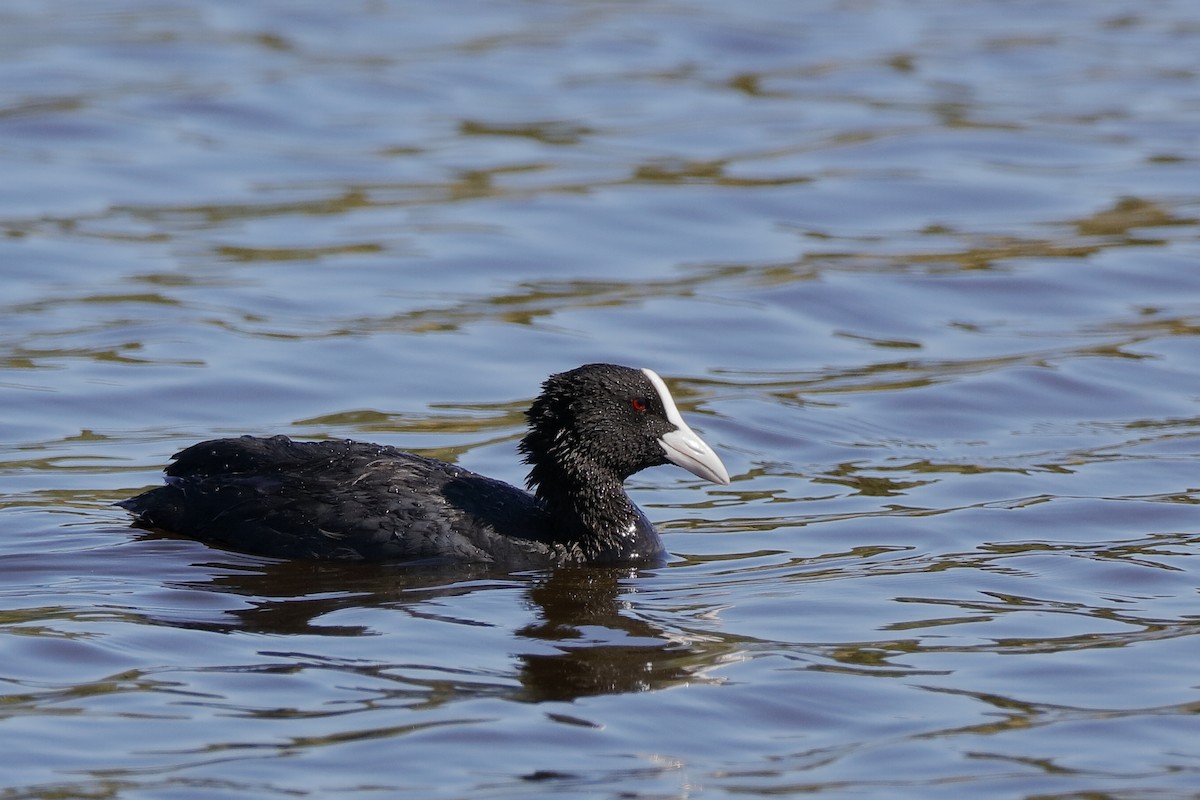 Eurasian Coot - ML204307191