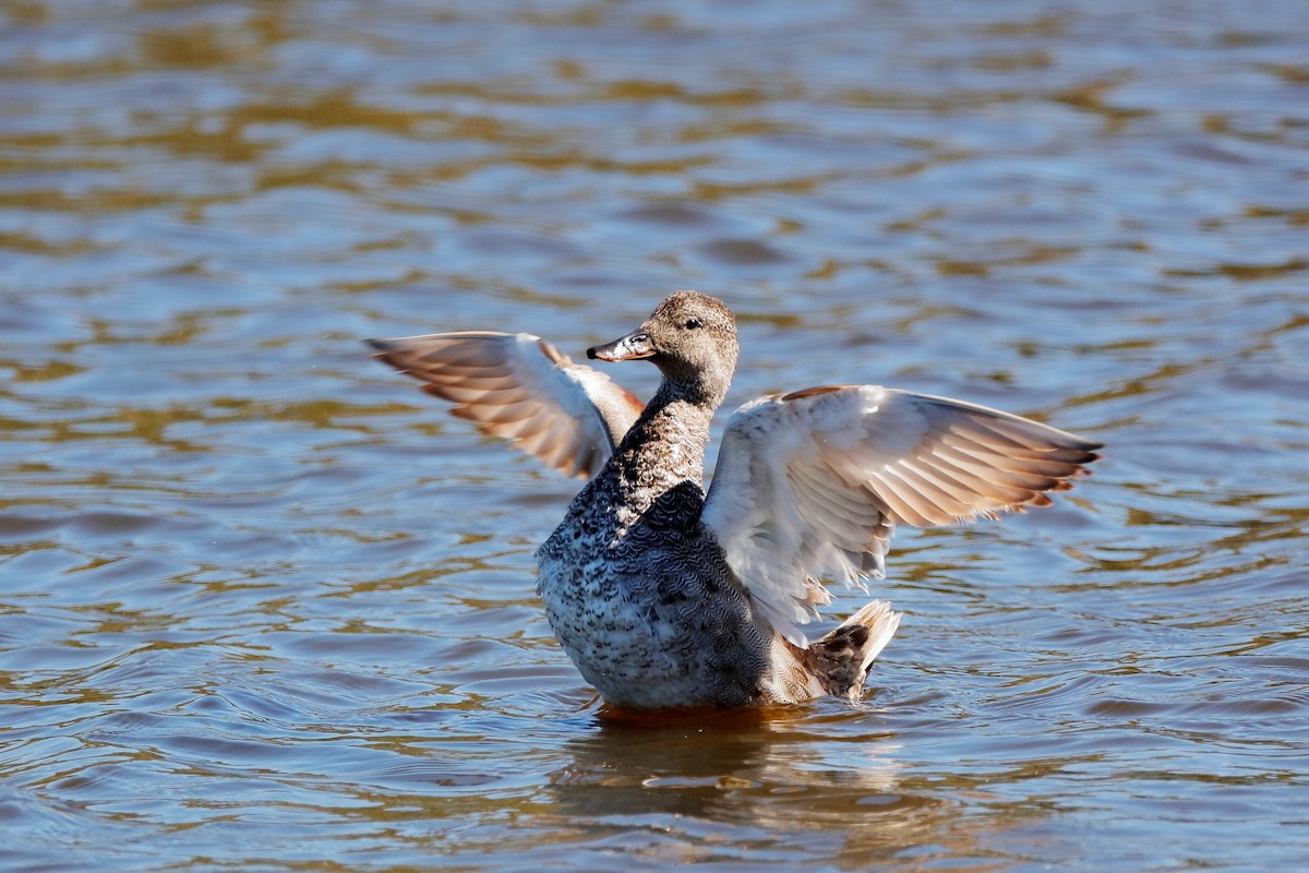 Canard chipeau (strepera) - ML204307211