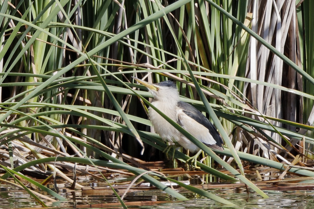 Little Bittern - ML204307221