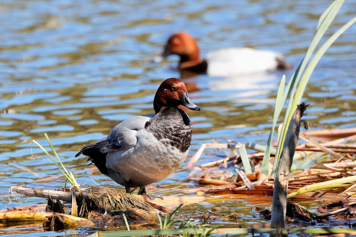 Common Pochard - Holger Teichmann