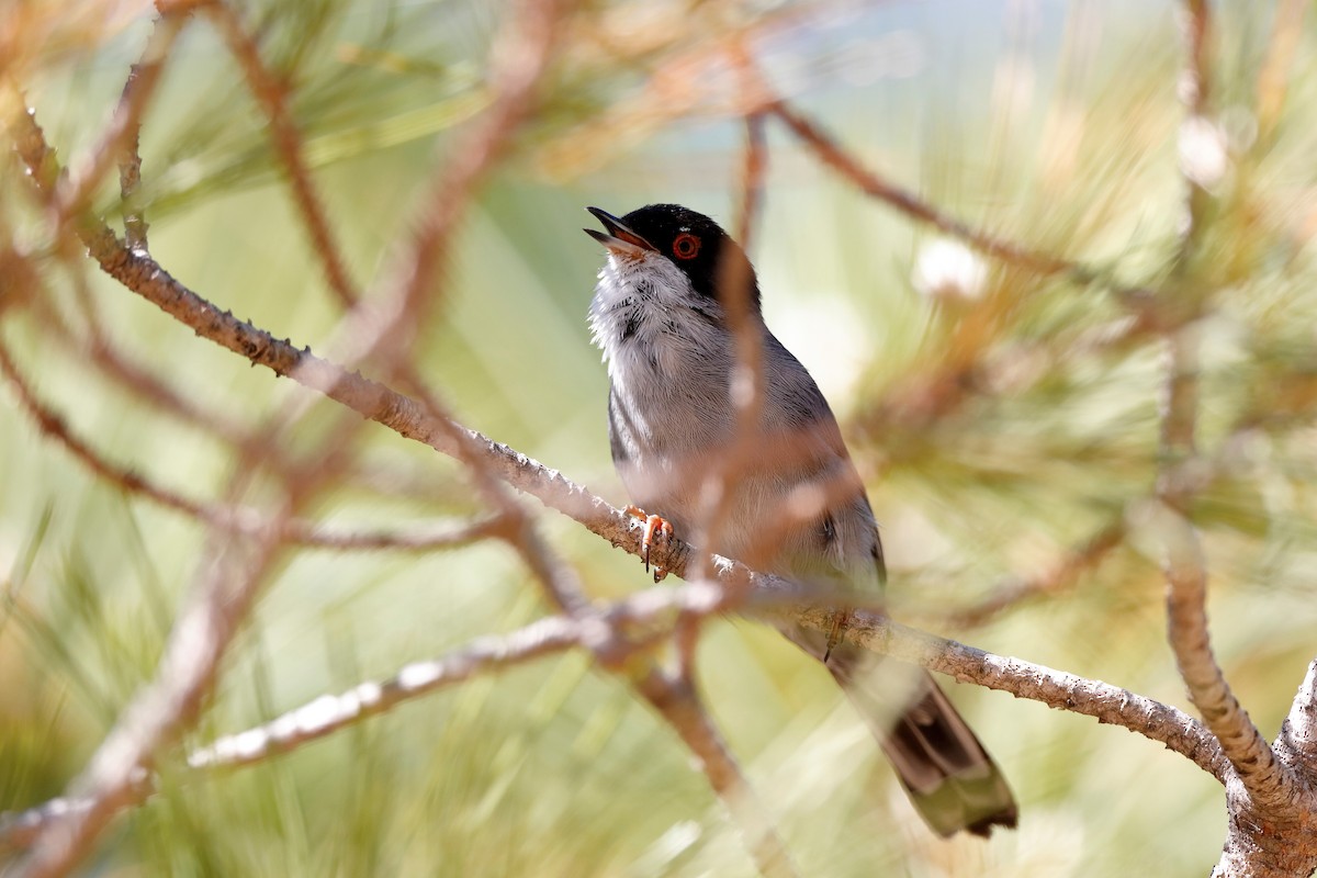 Sardinian Warbler - Holger Teichmann