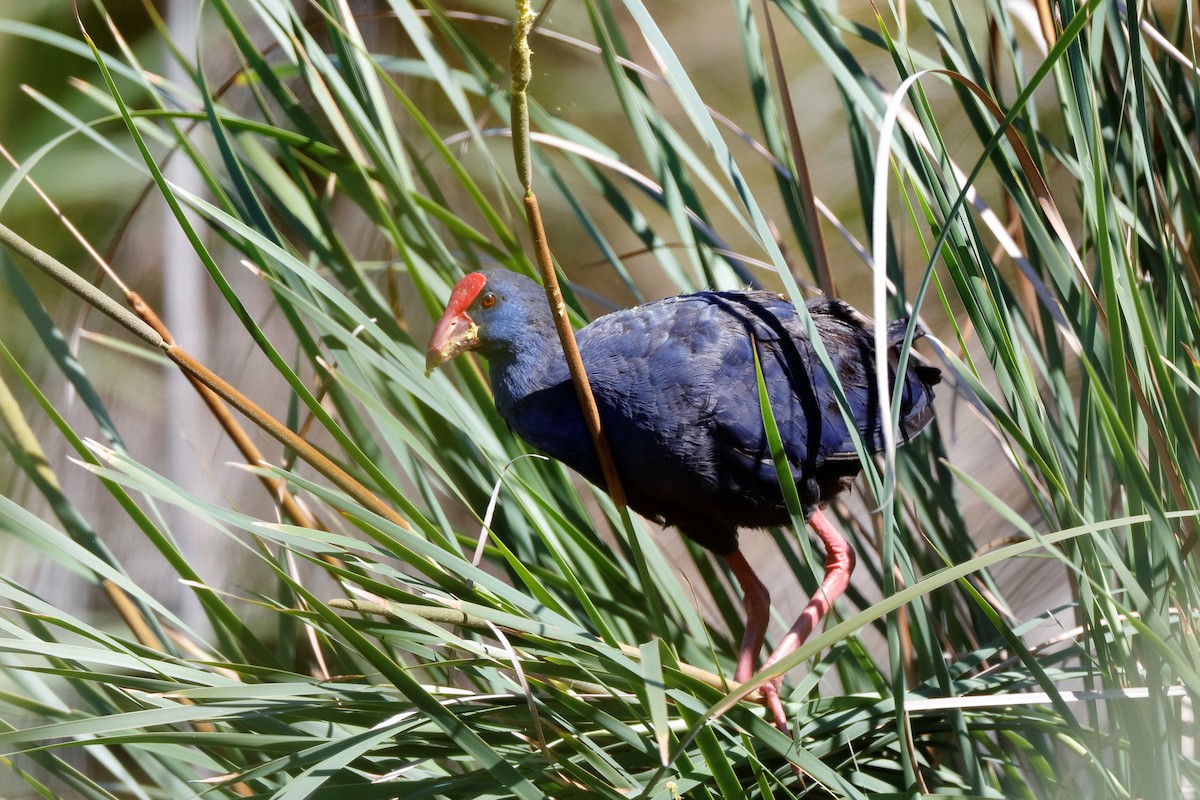 Western Swamphen - ML204307261