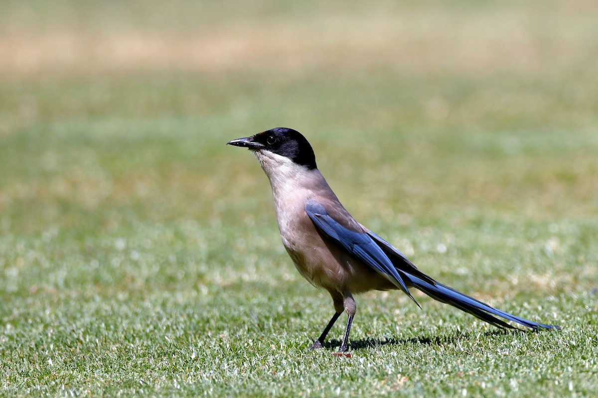 Iberian Magpie - ML204307311