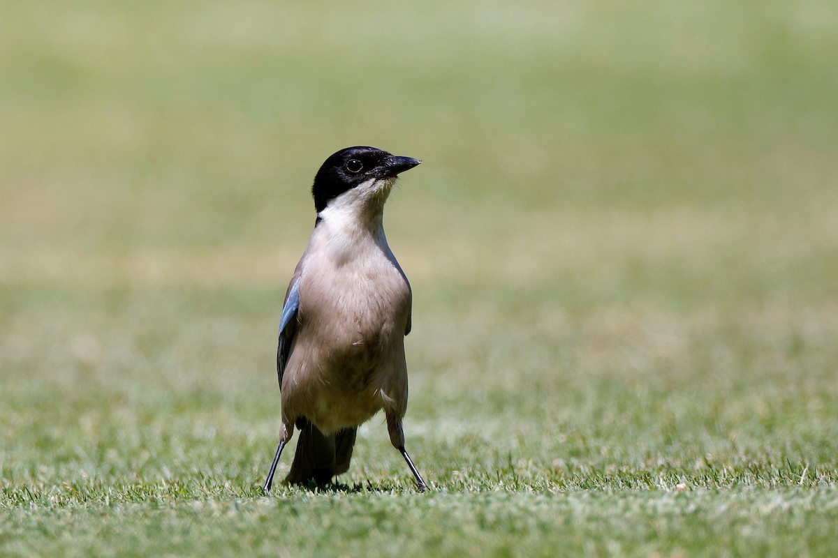 Iberian Magpie - ML204307321