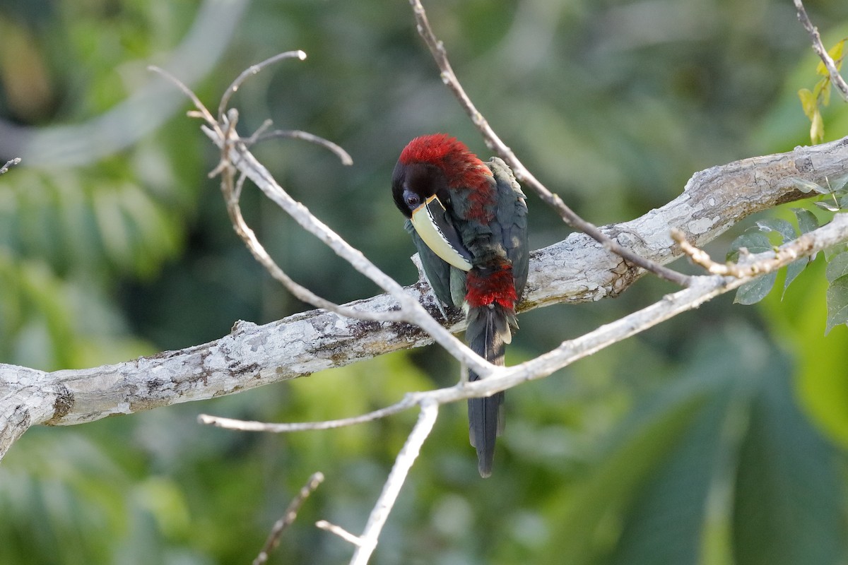 Red-necked Aracari - ML204307341