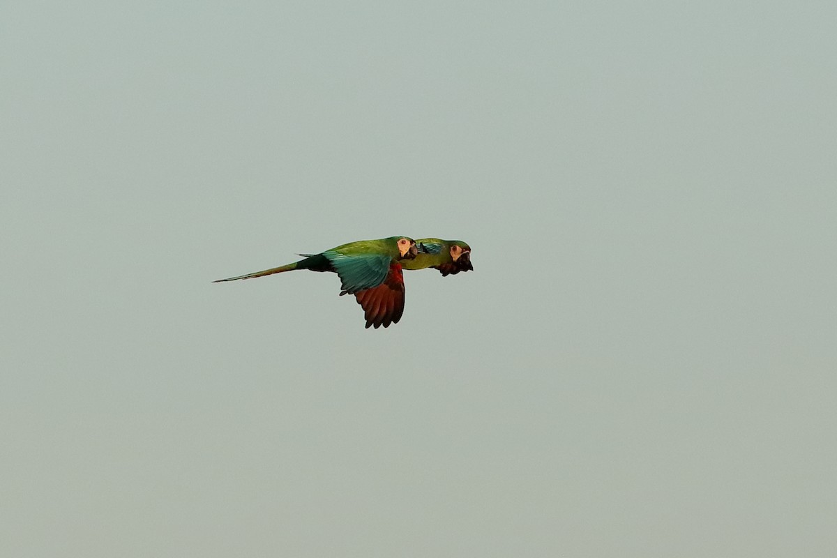 Chestnut-fronted Macaw - ML204307371