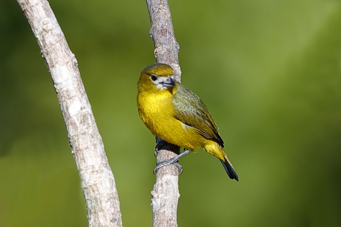 Golden-bellied Euphonia - ML204307441