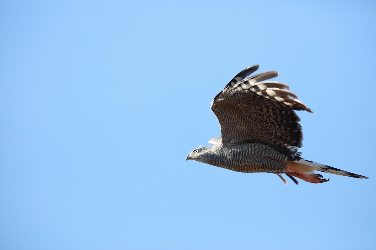 Crane Hawk (Banded) - ML204307481