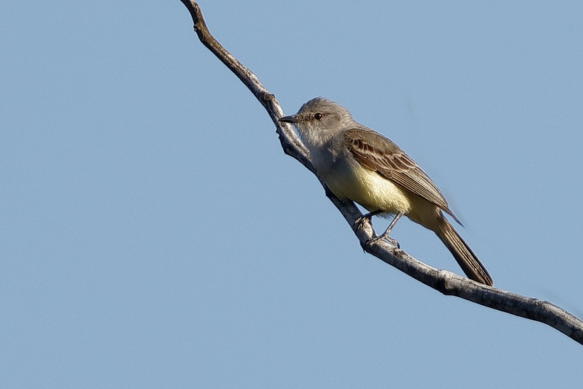 Chapada Flycatcher - ML204307491