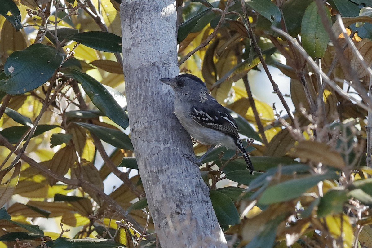 Planalto Slaty-Antshrike - Holger Teichmann