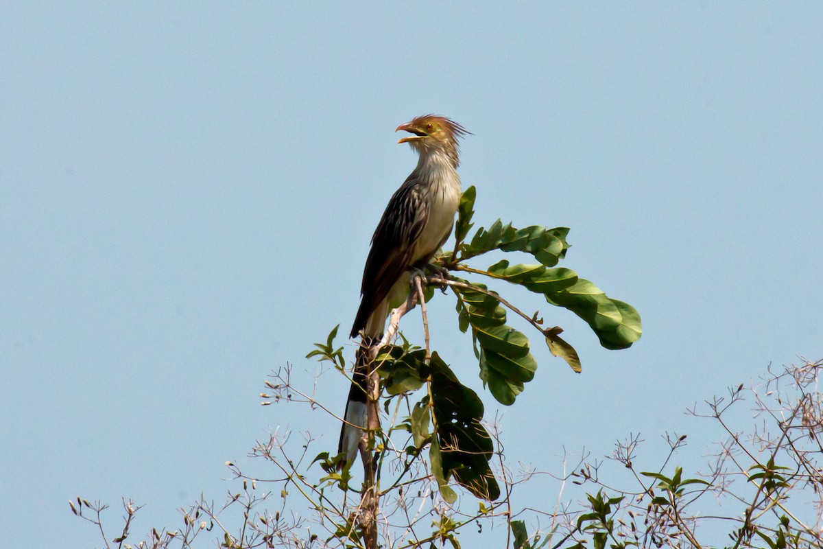 Guira Cuckoo - ML20430811