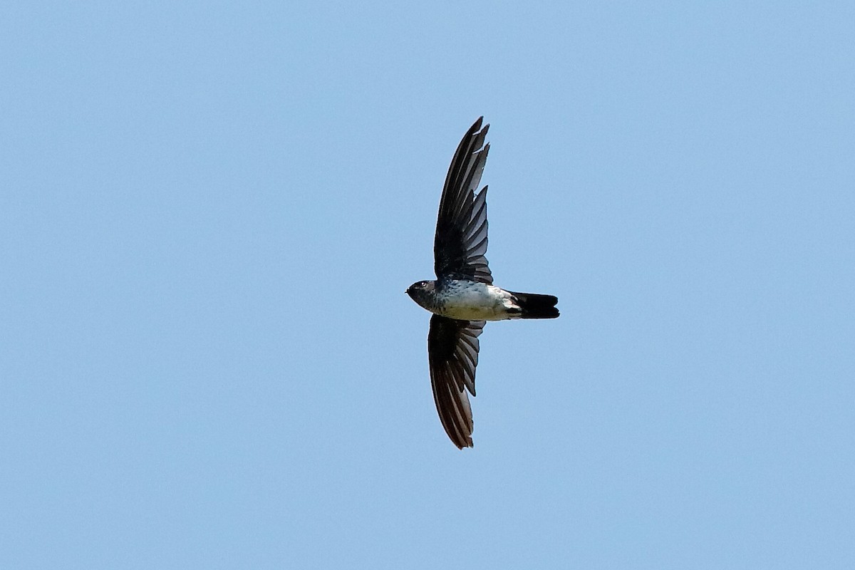 Glossy Swiftlet - Holger Teichmann