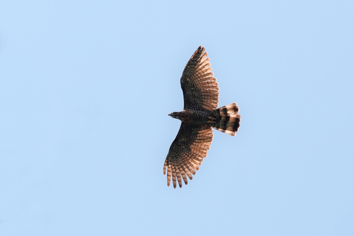 Sulawesi Honey-buzzard - ML204308331