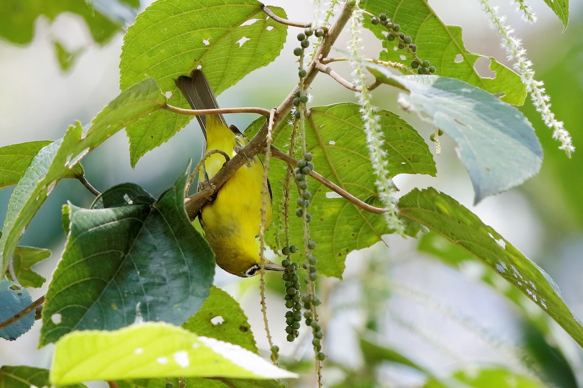 Lemon-bellied White-eye - Holger Teichmann