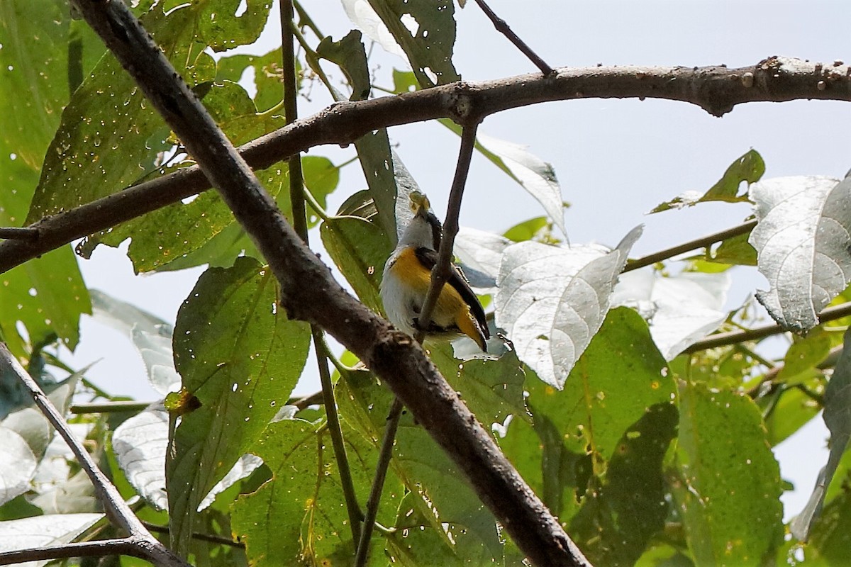 Yellow-sided Flowerpecker - ML204308381