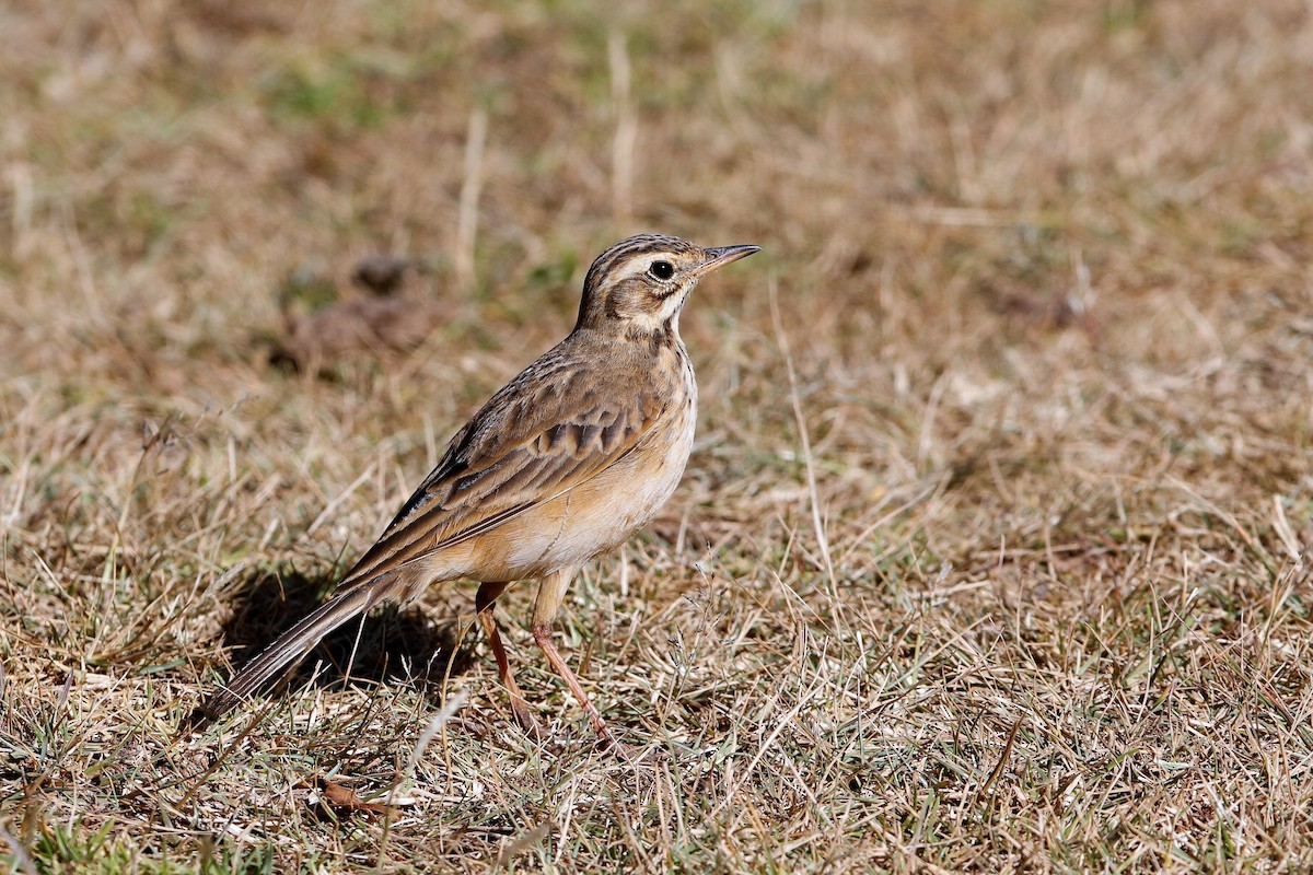 African Pipit (African) - Holger Teichmann