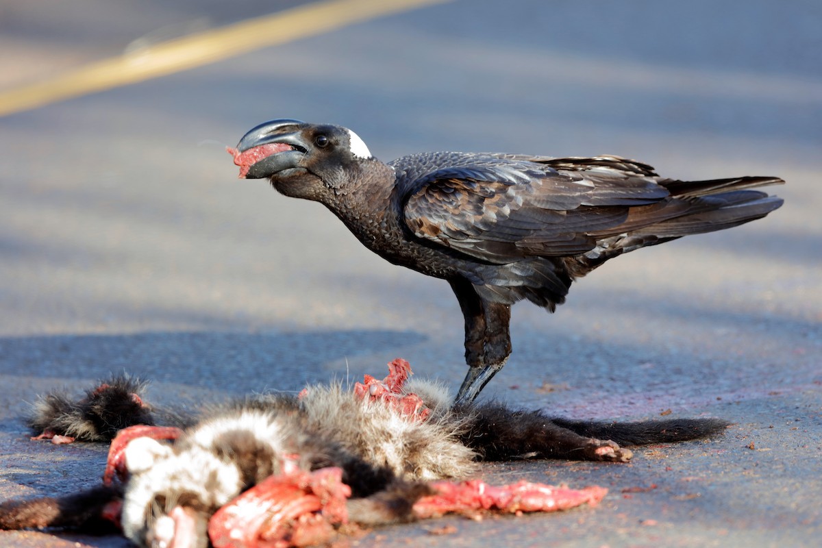 Thick-billed Raven - ML204308491