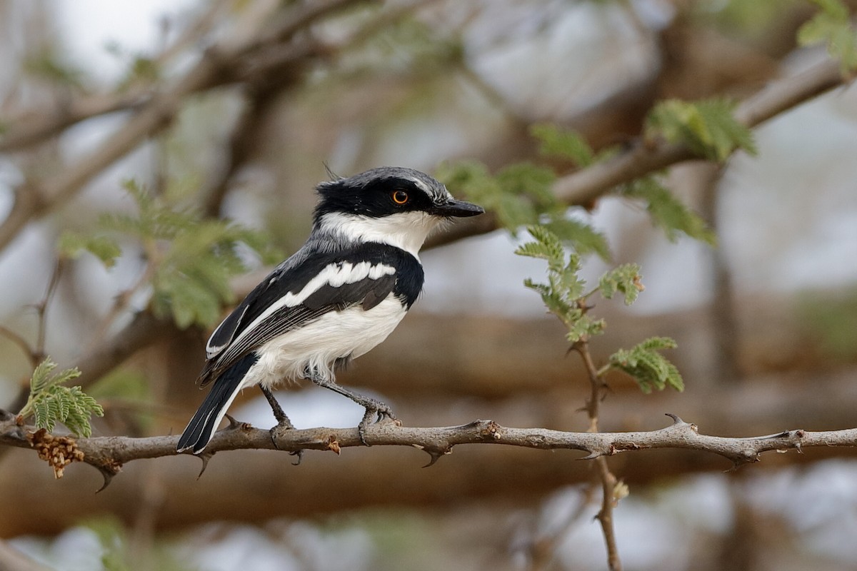 Pygmy Batis - Holger Teichmann