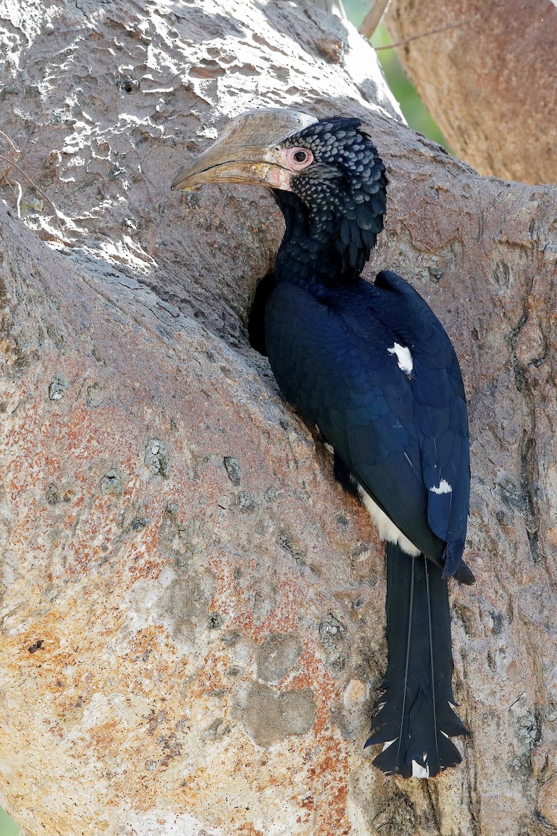 Silvery-cheeked Hornbill - ML204308691