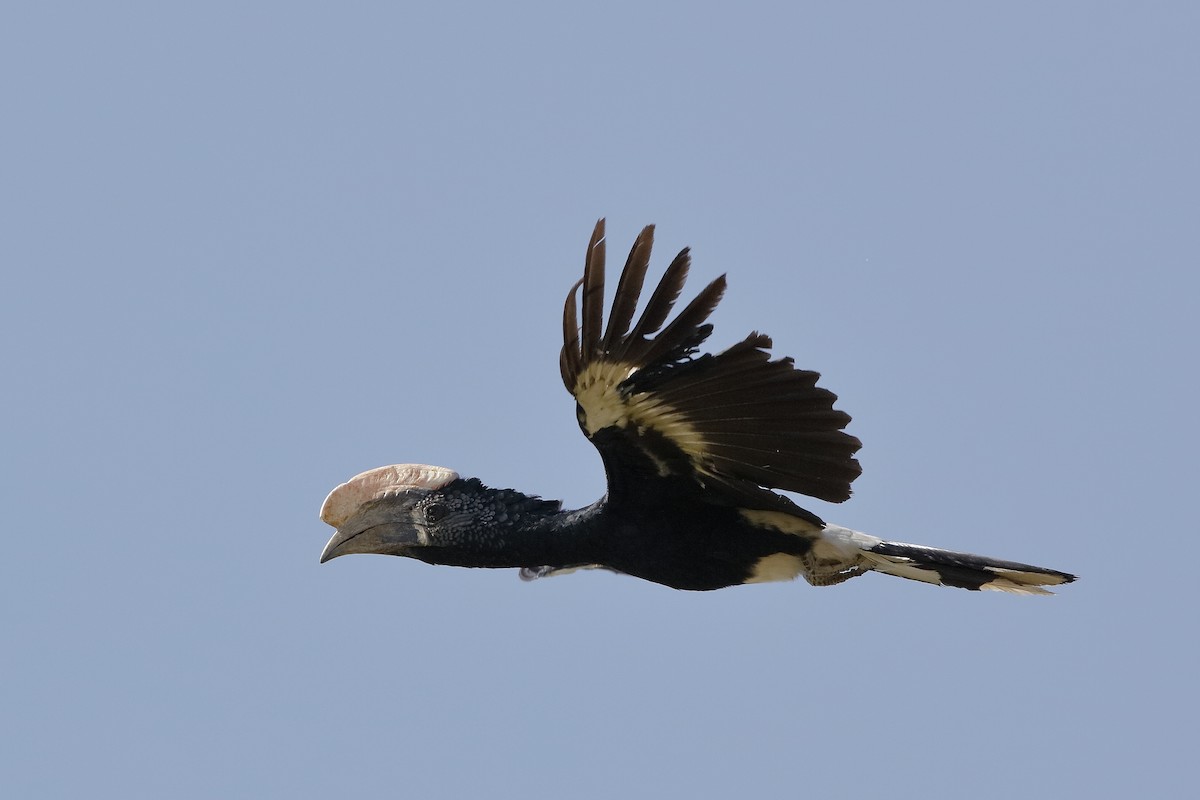 Silvery-cheeked Hornbill - ML204308781